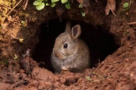 兔子的六合 山洞